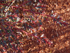 Euphorbia drummondii