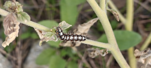 Crimson-speckled Flunkey