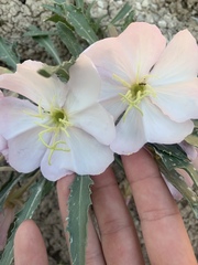 Oenothera cespitosa cespitosa