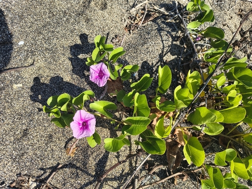Ipomoea pes-caprae, 2026-10-11