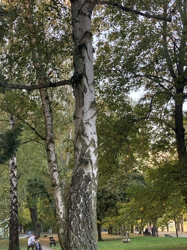 silver birch