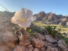 Oenothera cespitosa cespitosa
