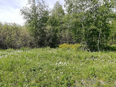 Anemonoides sylvestris