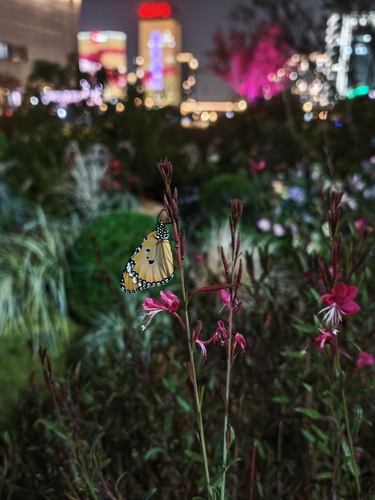 Plain Tiger Butterfly