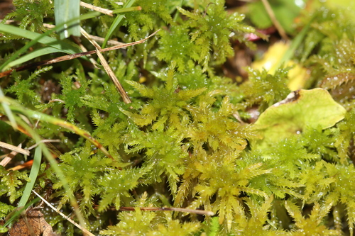Sphagnum teres observed 2026-10-12