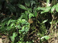 Symbrenthia lilaea formosanus