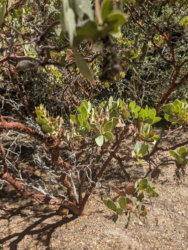 iNaturalist observation photo of bearberries and manzanitas