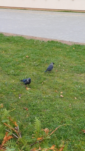 Eurasian Jackdaw