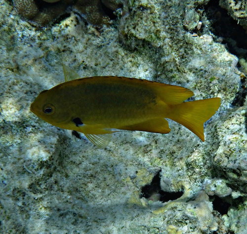 Pomacentrus sulfureus observed 2026-10-16