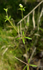 Galium labradoricum