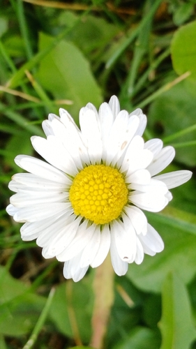 Lawn daisy
