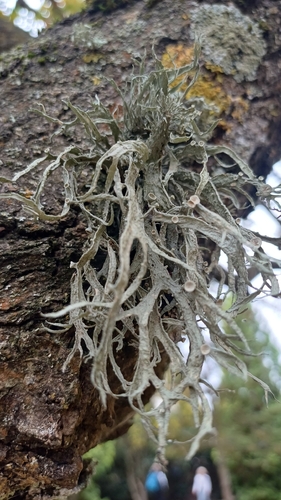Cartilage Lichen
