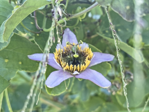 Passiflora bicornis, 2026-10-11