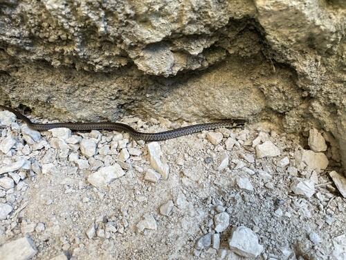 Aesculapian Snake
