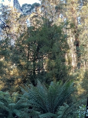 Atherosperma moschatum