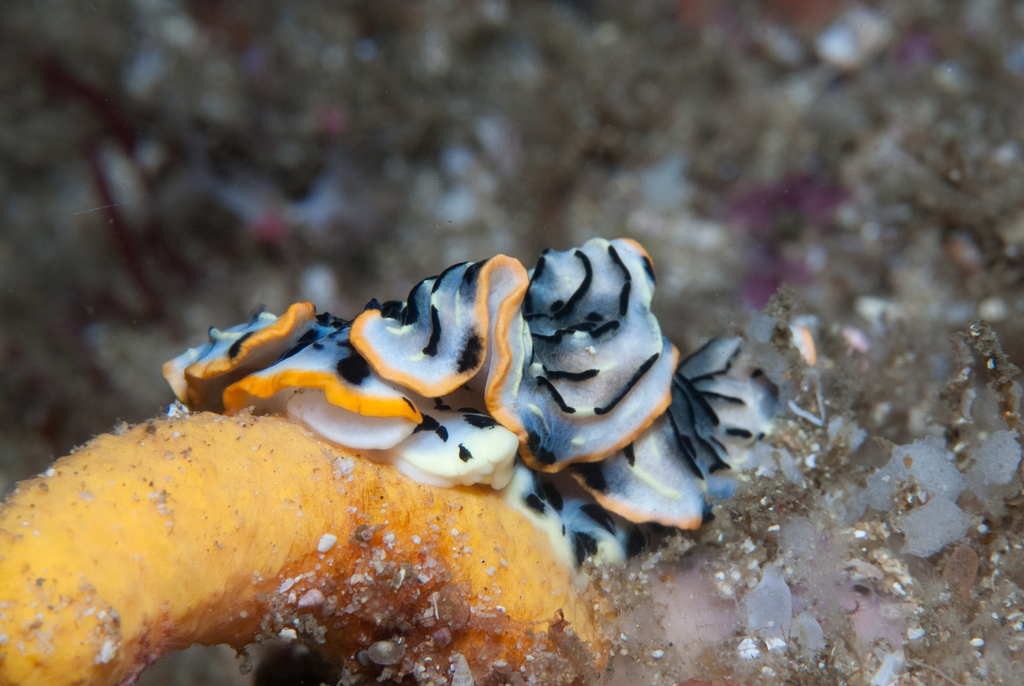 Orange-margin Pinstripe