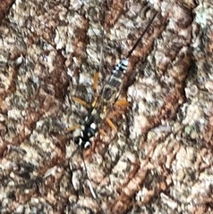 Xanthocryptus novozealandicus