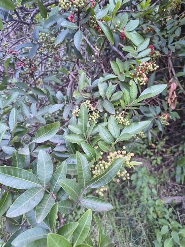 Schinus terebinthifolia observed 2026-10-11
