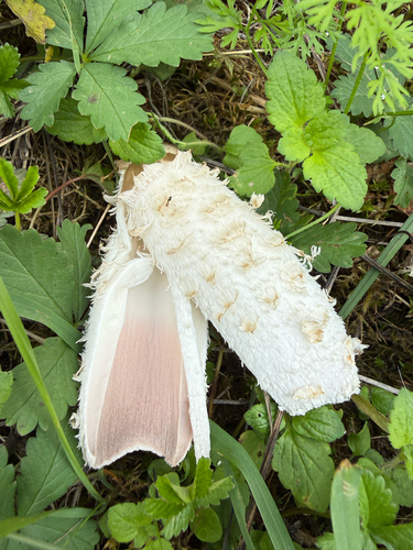 Shaggy Mane