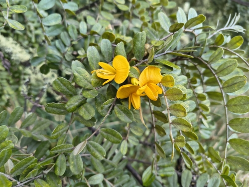 Sophora chrysophylla observed 2026-10-12
