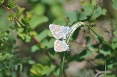 Polyommatus thersites