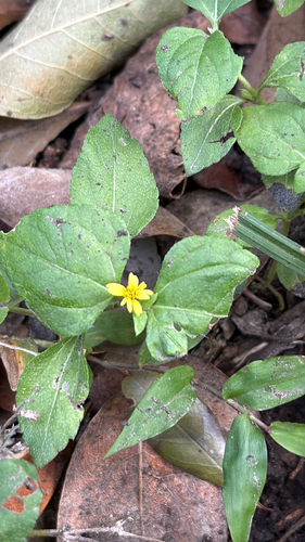 straggler daisy