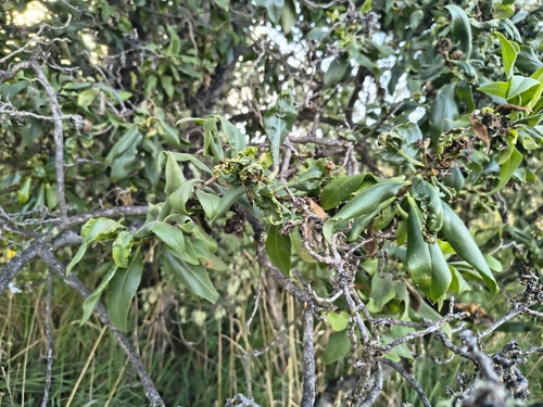 Myoporum sandwicense observed 2026-10-12