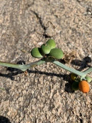 Corallocarpus bainesii