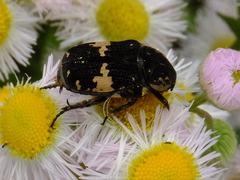 Glycyphana fulvistemma
