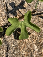 Corallocarpus bainesii