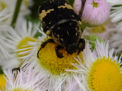 Glycyphana fulvistemma