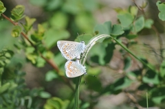 Polyommatus thersites
