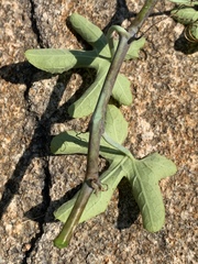 Corallocarpus bainesii