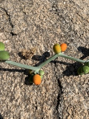 Corallocarpus bainesii