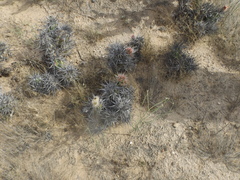Corynopuntia invicta