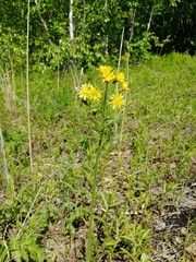 Crepis praemorsa