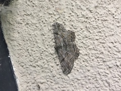 Peribatodes rhomboidaria