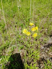 Crepis praemorsa