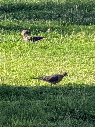 Mourning Dove