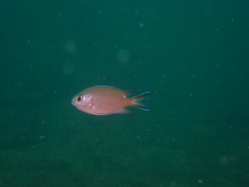 Chromis fumea observed 2026-10-12