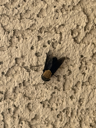 Western Black Horse Fly