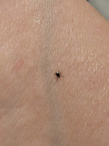 Castor Bean Tick