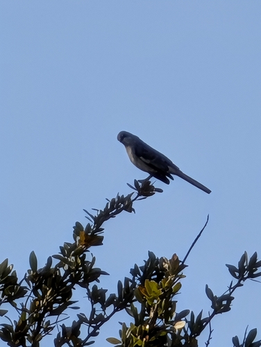 Northern Mockingbird