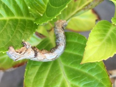 Ennominae