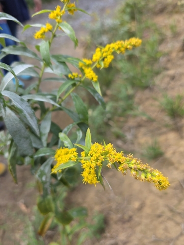 Canada goldenrod