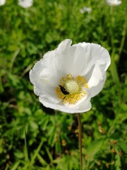 Anemonoides sylvestris