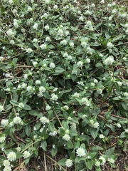 Gomphrena serrata