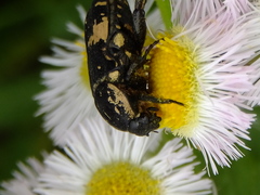 Glycyphana fulvistemma
