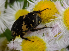 Glycyphana fulvistemma