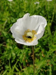 Anemonoides sylvestris